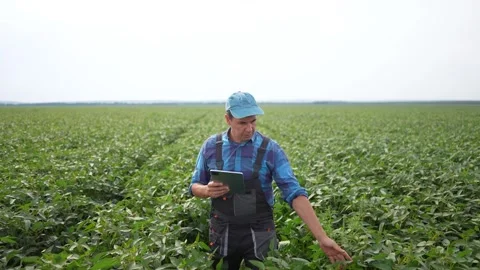 A farmer walk uses a tablet in a green field, focusing on how the tablet helps Video stock 320074857