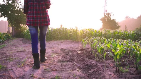 farmer walking along the Corn field  Stock Footage 119939220