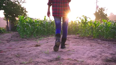  farmer walking along the Corn field  Stock Footage 119939246