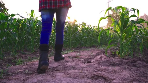  farmer walking along the Corn field  Stock Footage 119939334
