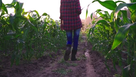  farmer walking along the Corn field  Stock Footage 119939343