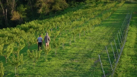 Farmer walking among fruit trees in large orchard Stock Footage 168269437