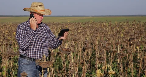 Farmer Walking and Talking to Cell Phone Using Touch Tablet Wirelelss Connection Stock Footage 102256996