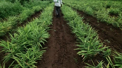 Farmer Walking Away Down Field Furrows after completing field inspe Stock Footage 344881556