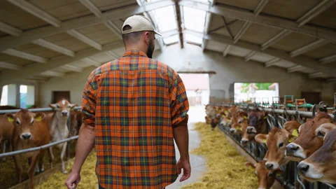 Farmer walking in barn checking on calves Stock Footage 315134844