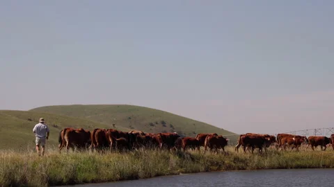 Farmer walking behind a herd of cattle, checking on their health Stock Footage 232935735