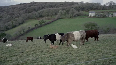Farmer walking with belted galloway cattle in a field Stock Footage 340547786