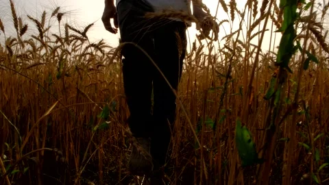 Farmer walking between the field Video stock 195412581