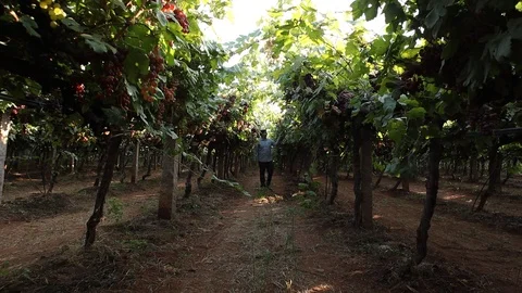 Farmer-walking-between-grape-trees-in-india Stock Footage 125226814
