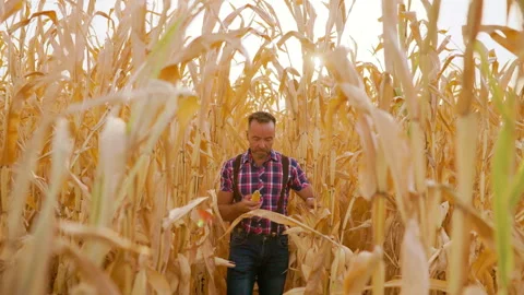Farmer walking between rows of corn examining crops during sunset in field. Stock Footage 344950942