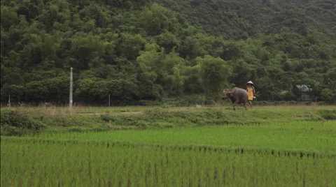 Farmer walking the bull in rice fields of Sapa Mai Chau Vietnam Stock Footage 66878333