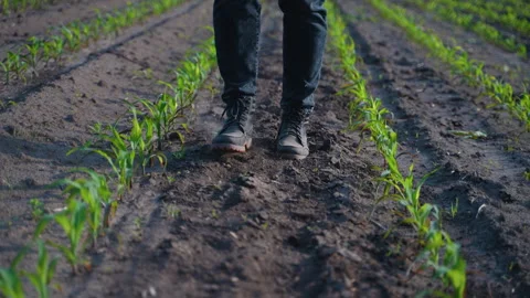 Farmer walking in corn field, inspecting crops Video stock 317198132