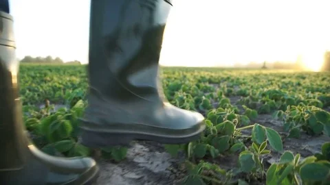 Farmer walking in the corn field. Slow motion 스톡 동영상 78860771