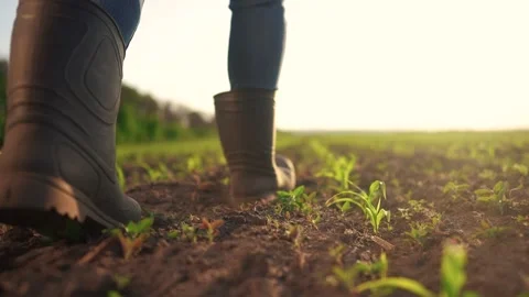 Farmer walking corn sprouts in field. agriculture a business concept. The Video stock 287232579