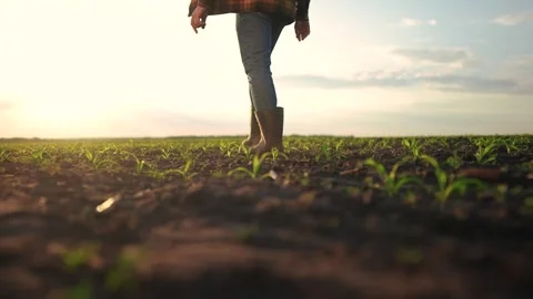 Farmer walking corn sprouts in field. agriculture a business concept. The Video stock 287232759