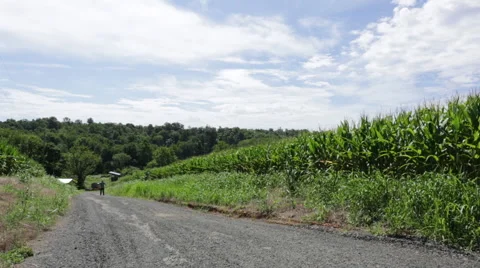 Farmer walking by corn stalks Stock Footage 66501245