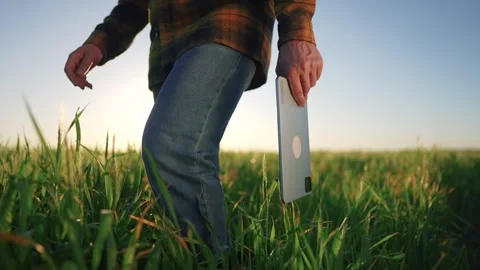 Farmer walking with digital tablet in wheat field. agriculture a business Stock Footage 287234201