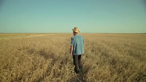 Farmer walking down the wheat field. View from the back. Stock Footage 152533631