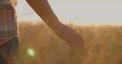 Farmer walking down the wheat field at sunset touching wheat ears with hands Stock Footage 157714023