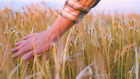 Farmer walking down the wheat field in sunset touching wheat ears with hands - a Stock Footage 159172398