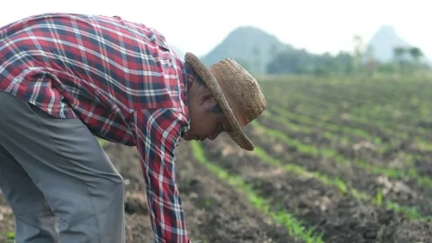 The farmer is walking to explore the growth of the corn plant Stock Footage 138444079