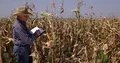 Farmer Walking in Farmland Thru Corn Crop Study Plants and Take Notes in Agenda 4k or 4k+ Resolution