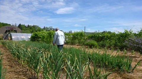 Farmer walking the field checking his onions and garlic plants Stock Footage 157234416
