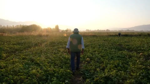 Farmer Walking In Field during sunset or sunrise 스톡 동영상 241703583