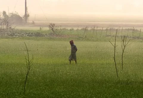 Farmer Walking In The Fields. Stock Photos