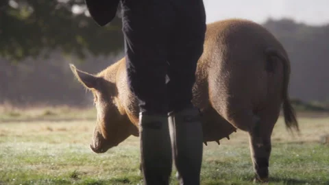 Farmer walking with free range pig in a sunny field Stock Footage 328349285