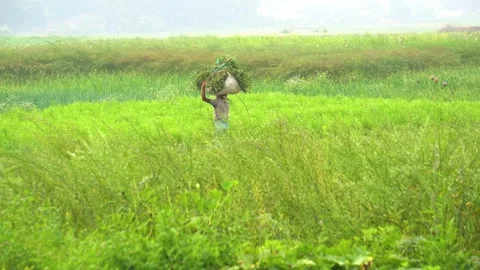 Farmer walking with hervested crops Stock Footage 345175202