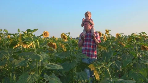 Farmer walking with his son in field of sunflowers Stock Footage 72573832