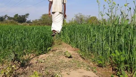 A farmer is walking in his wheat field. Stock Footage 166226785
