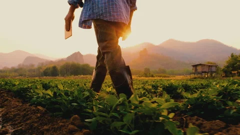Farmer walking inspect with tablet on peanuts plantation Video stock 151589789