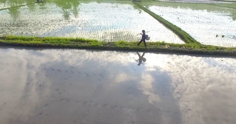 Farmer walking on paddy field Stock Footage 119524173