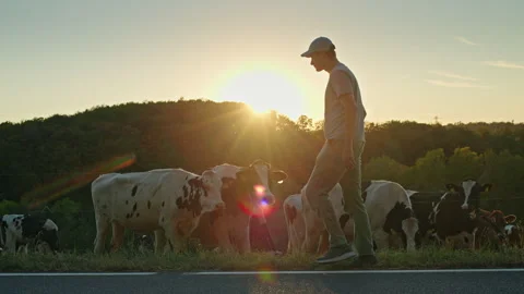 Farmer Walking Past Dairy Cows at Sunset Stock Footage 344562409