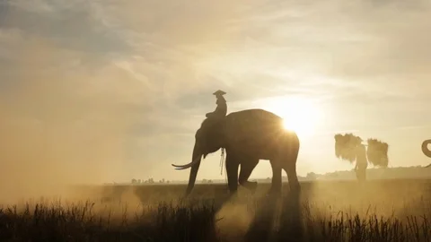 The farmer walking in rice field and elephants at during sunrise at Surin pro Stock Footage 101001641