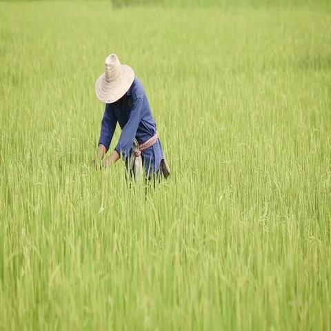 Farmer walking in rice field. Medium shot Stock-Footage 69428386