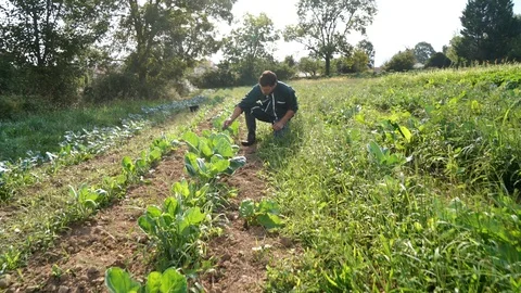 Farmer walking in rows of crops Stock Footage 117035104