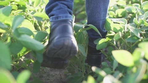 Farmer walking in a soybean field and examining crop. Stock Footage 199064679
