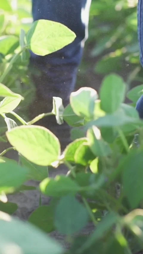 Farmer walking in a soybean field and examining crop. 스톡 동영상 328706382