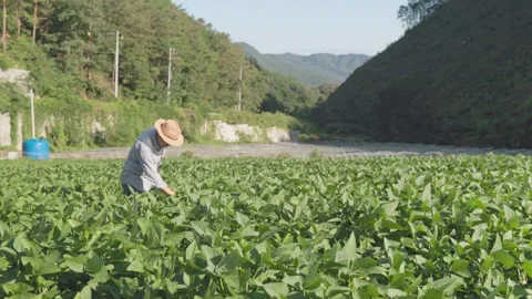 Farmer Walking in Soybean Field with Mountains Vídeos de archivo 344953820