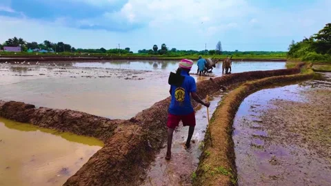 Farmer Walking With a Stick Stock Footage 263742671