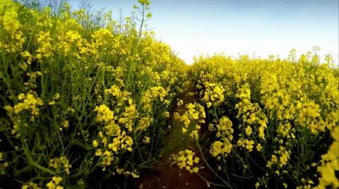 Farmer walking though rapeseed crops 스톡 동영상 49949947