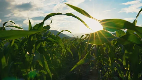 Farmer walking through corn field with sunbeam in evening Stock Footage 134746798