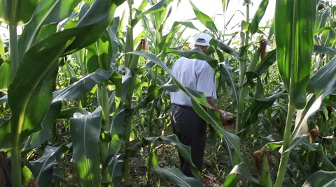 Farmer walking through corn field,checking corn cob,cereals,organic agriculture Stock Footage 40628312