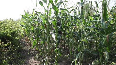 Farmer walking through corn field,checking corn cob,cereals,organic agriculture Stock Footage 40632255