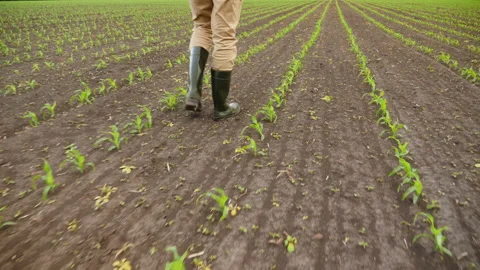 Farmer walking through corn plants rows in cultivated field Vidéo 131163030