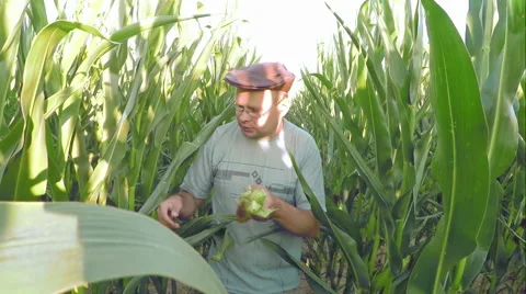 Farmer Walking Through Cornfield And Examining A Plant Stock Footage 54313182