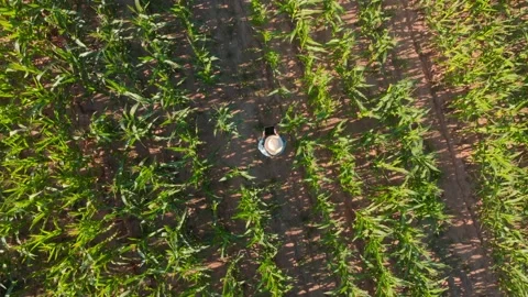 Farmer walking through cornfield, holding gadget tablet top view. Man gardener Stock Footage 158387275